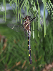 Macromia