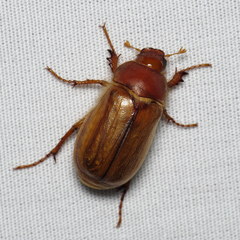 Phyllophaga tristis