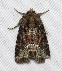 Oligia strigilis