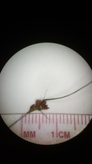 Rhynchospora debilis