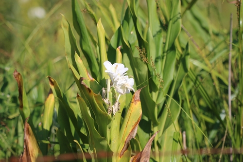 Butterfly ginger lily