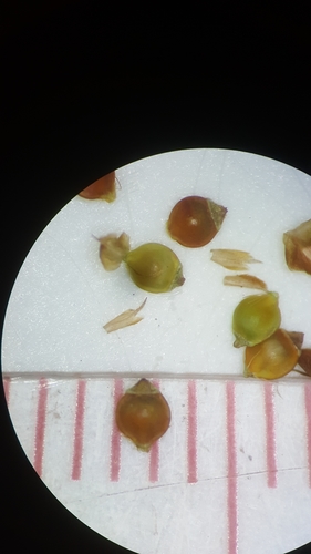 savannah beaksedge (Rhynchospora debilis)
