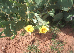 Opuntia stricta