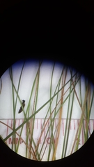 Rhynchospora debilis