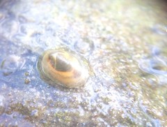 Ancylus fluviatilis