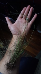 Rhynchospora debilis