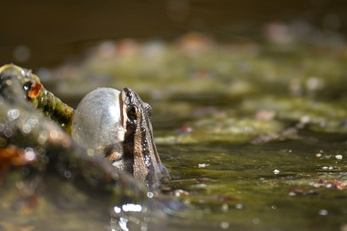 Boreal Chorus Frog photographed in Kansas