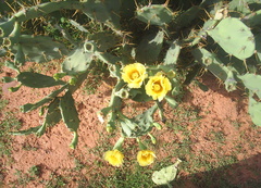Opuntia stricta