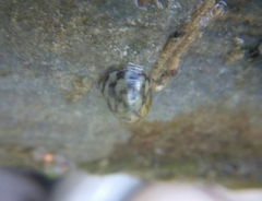 Theodoxus fluviatilis