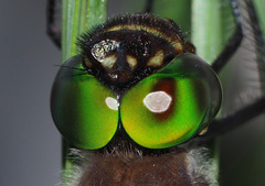 Macromia