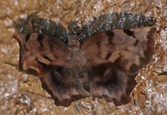 Achlyodes busirus rioja