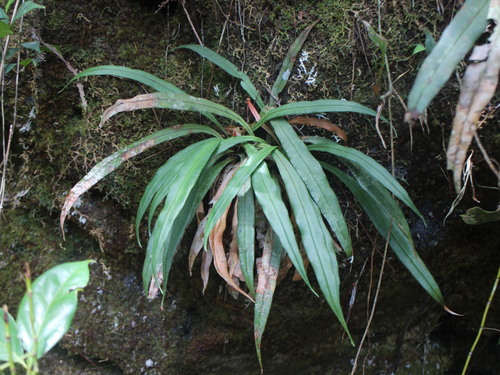 Syngramma borneensis observed 2025-01-15