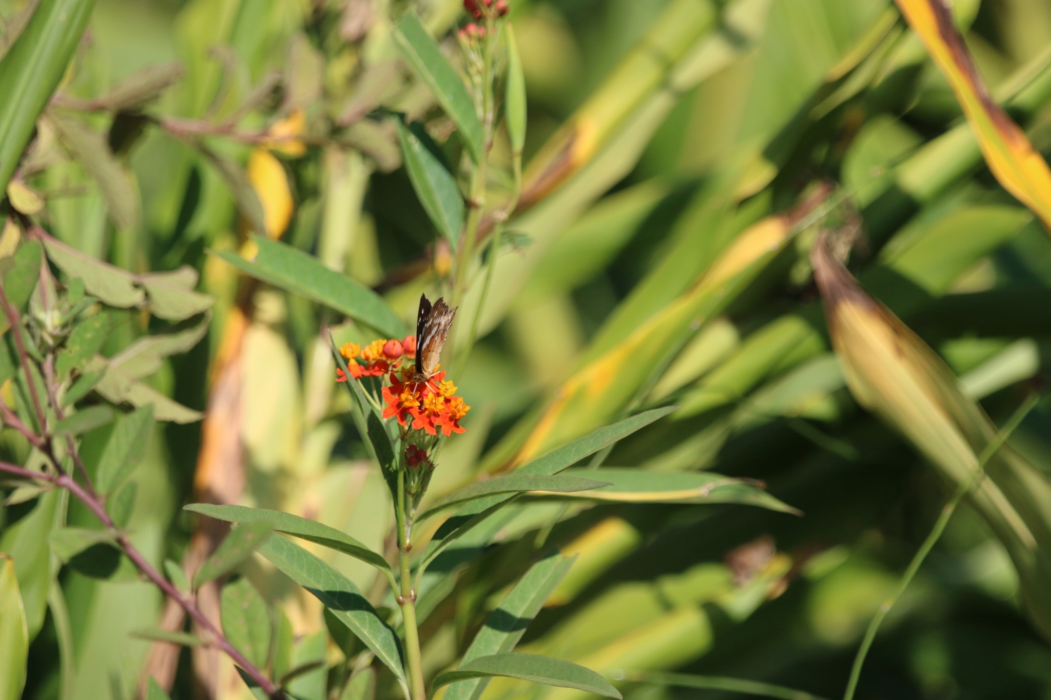 Asclepias curassavica