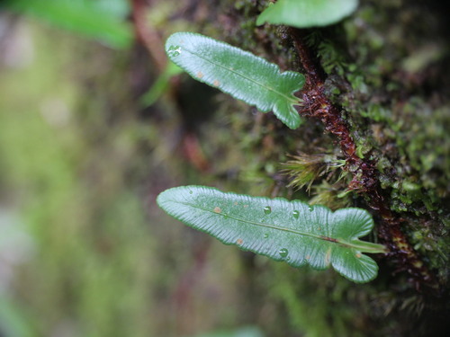 Davallia angustata observed 2025-01-16