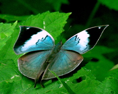 Kallima horsfieldii