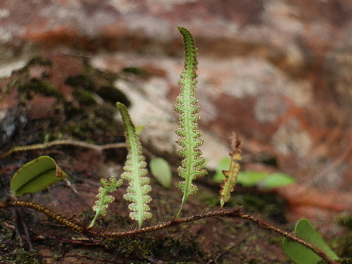 Davallia heterophylla observed 2025-01-16
