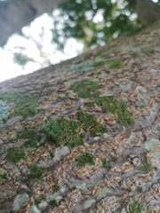 Thuidium peruvianum