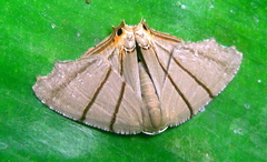 Orudiza protheclaria