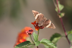 Thorybes pseudocellus