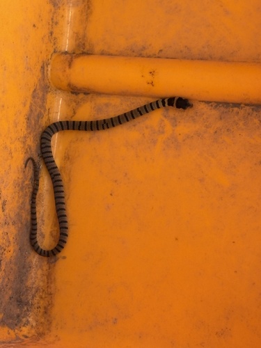 Eastern Brown Snake sighting