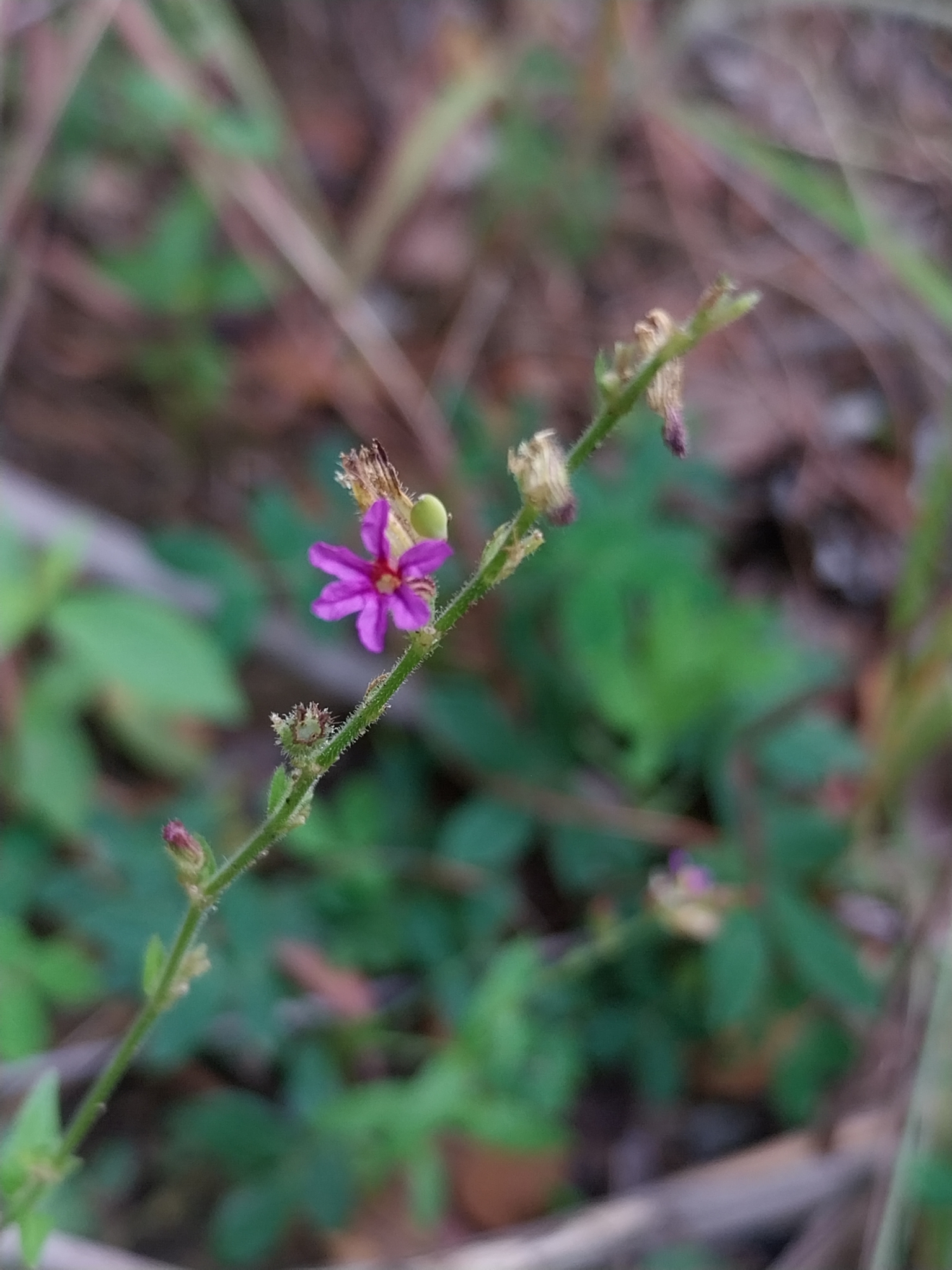 Cuphea micrantha