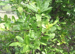 Ixoroideae