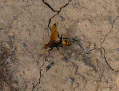 Cryptocheilus annulatus