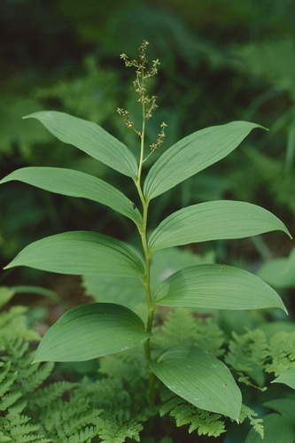 Maianthemum yesoense iNat (2)