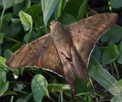 Ectomis octomaculata