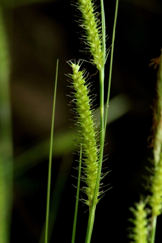 Carex chinensis