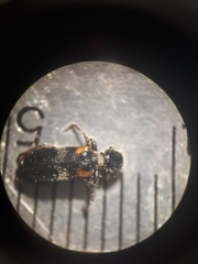 Enoclerus schaefferi