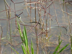 Thamnophis pulchrilatus