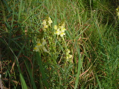 Linaria vulgaris