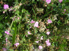 Ononis spinosa procurrens