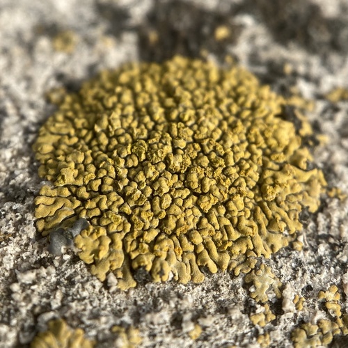 Broken Yolks (Calogaya decipiens)