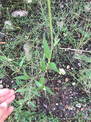 Mirabilis melanotricha