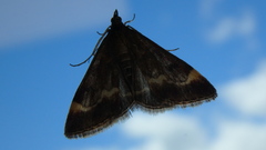 Pyrausta nicalis
