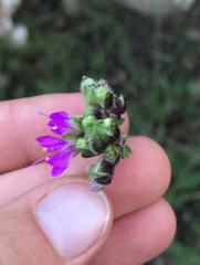 Mirabilis melanotricha