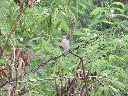 Geopelia striata