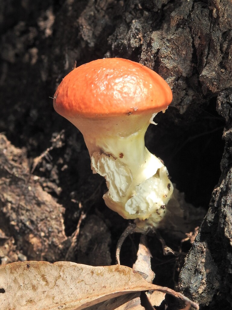Austroboletus mutabilis