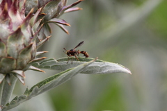 Physocephala marginata