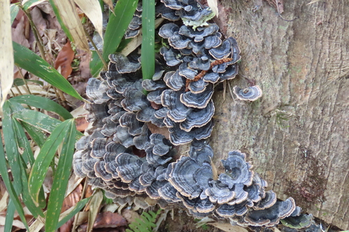 Trametes versicolor