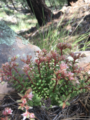 Sedum cockerellii