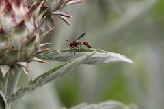 Physocephala marginata