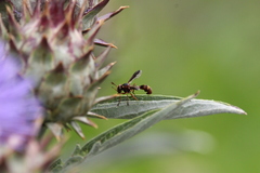 Physocephala marginata