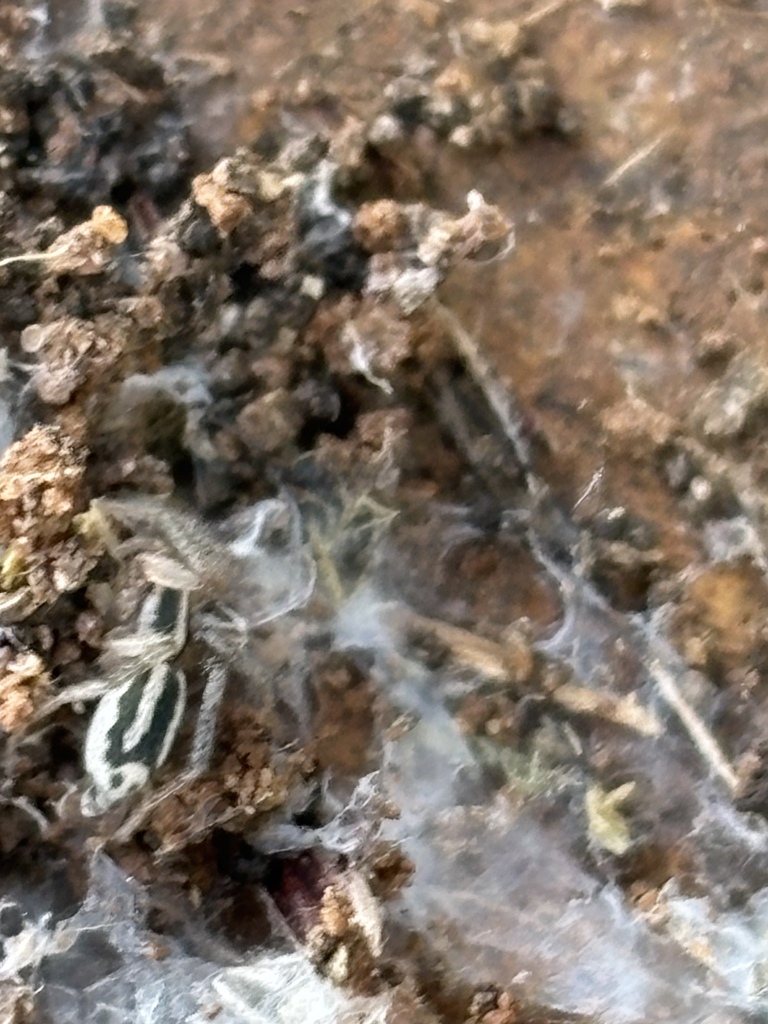 Cesonia classica