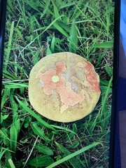Fungi