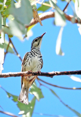 Bar-Breasted Honeyeater photo 4