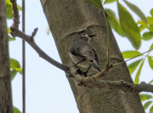 Mangrove Sunbird (Anthreptes gabonicus), photo 9