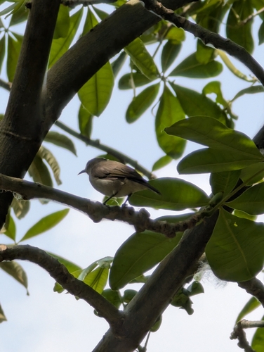 Mangrove Sunbird (Anthreptes gabonicus), photo 2